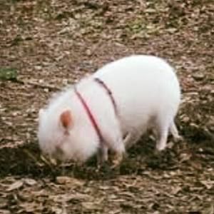 Meet your Posher, Thea